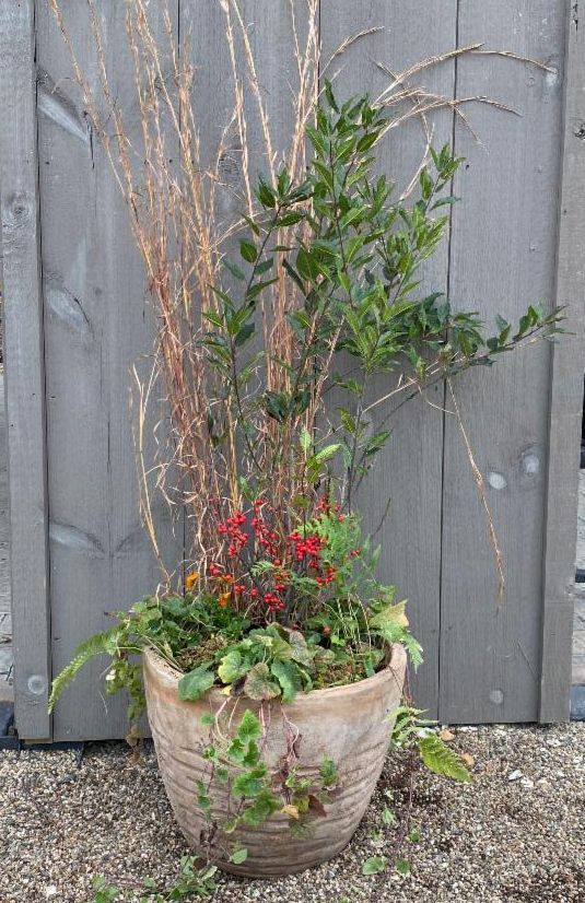 Photo of large planter filled with native plants including Ilex verticillata winter red, Andropogon virginicus, and Tiarella 'Brandywine'