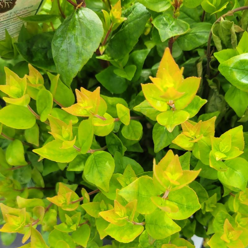 Close-up of the orange highlights of Abelia x grandiflora 'Rose Creek' new foliage.