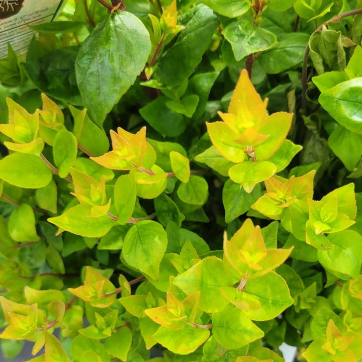 Close-up of the orange highlights of Abelia x grandiflora 'Rose Creek' new foliage.