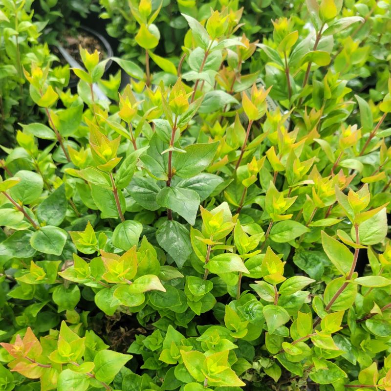 Multi-colored foliage of Abelia x grandiflora 'Rose Creek' grown in a 3-gallon pot.