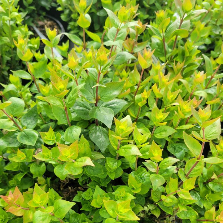 Multi-colored foliage of Abelia x grandiflora 'Rose Creek' grown in a 3-gallon pot.