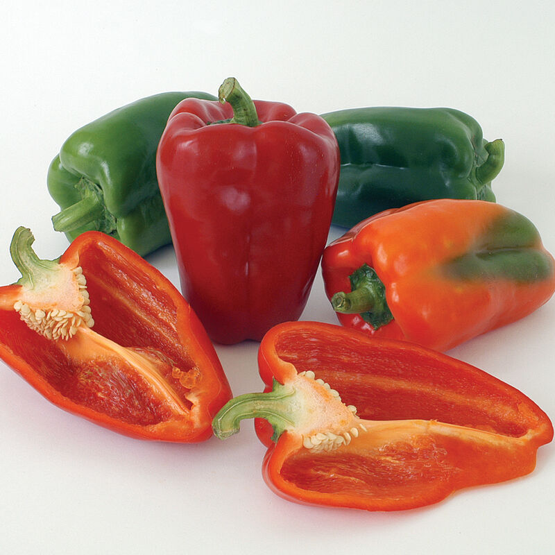 Mature Ace bell peppers in a variety of green, orange, and red shades.