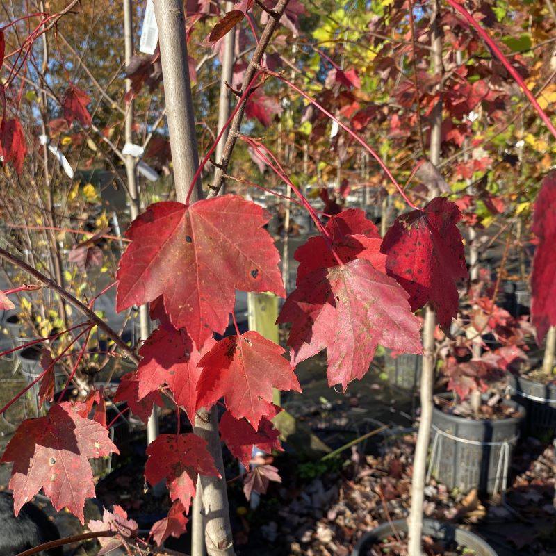 Red fall colors of Acer rubrum 'October Glory' (Red Maple).