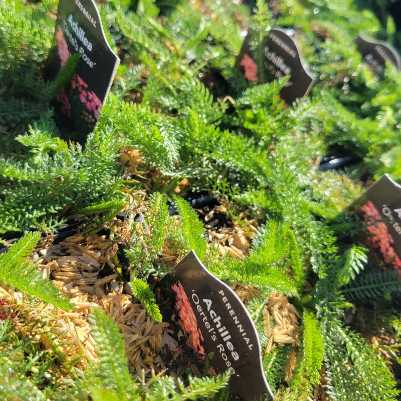 Feathery foliage of Achillea millefolium 'Oertel's Rose'