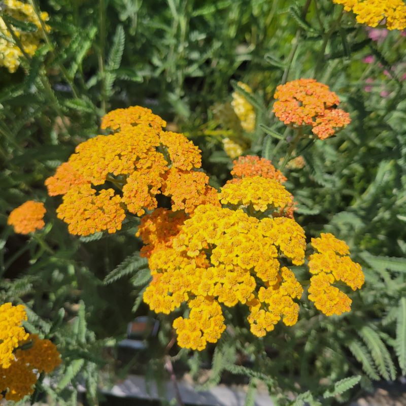 Bright, warm flowers of Achillea millefolium 'Terracotta' in various shades of orange and yellow