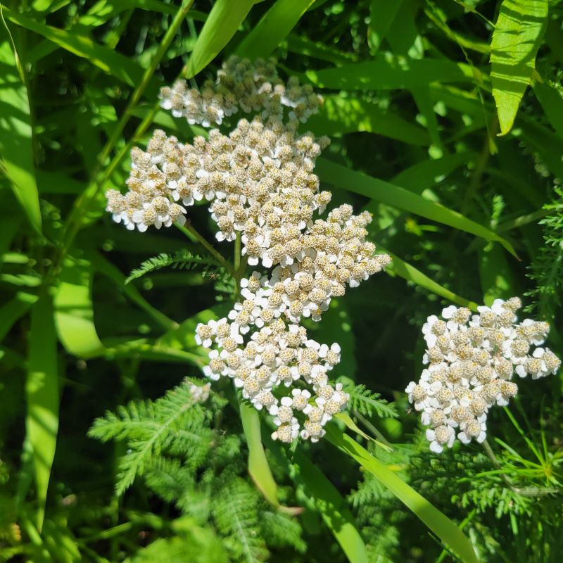 White spring and summer flowers of Achillea millefolium (Yarrow)