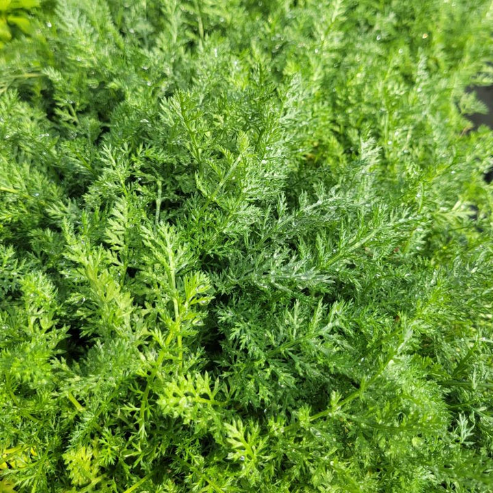 Fresh green foliage of Achillea millefolium (Yarrow) Unity Grown