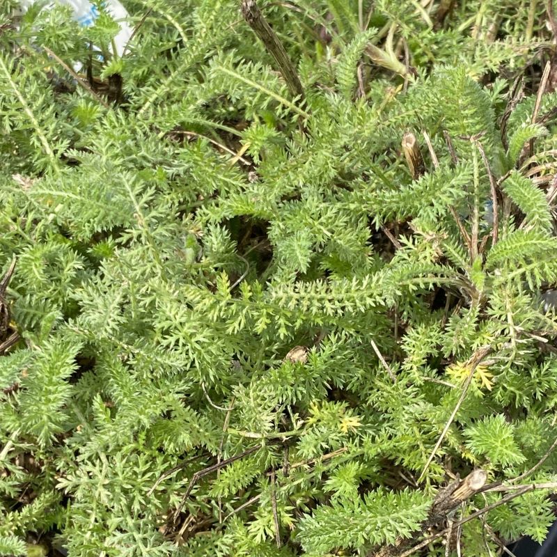 Close-up of the leafy green foliage of Achillea millefolium 'Paprika'