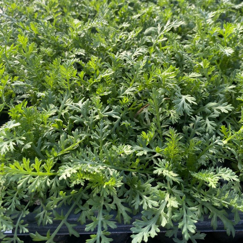 Achillea millefolium (Yarrow) Unity Grown grown as LP50 plugs
