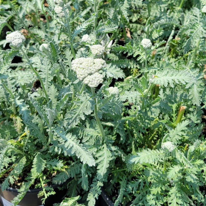The silvery-green feathery foliage of Achillea x 'Moonshine' yarrow