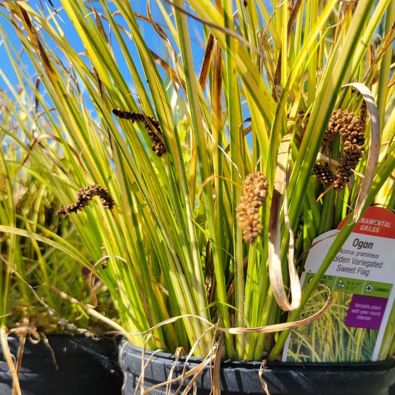 Golden-yellow variegated foliage of Acorus gramineus 'Ogon' (Variegated Sweet Flag)
