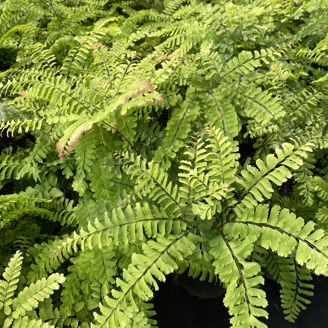 A close up of adiantum pedatum (Maidenhair Fern).