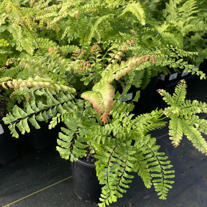 A maidenhair fern in a pot. 