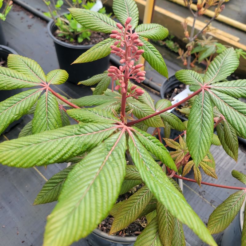 Flower buds of Aesculus pavia (Red Buckeye) grown in a 3-gallon pot.