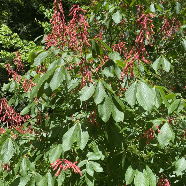 Red flowers and green foliage of a mature Aesculus pavia (Red Buckeye)