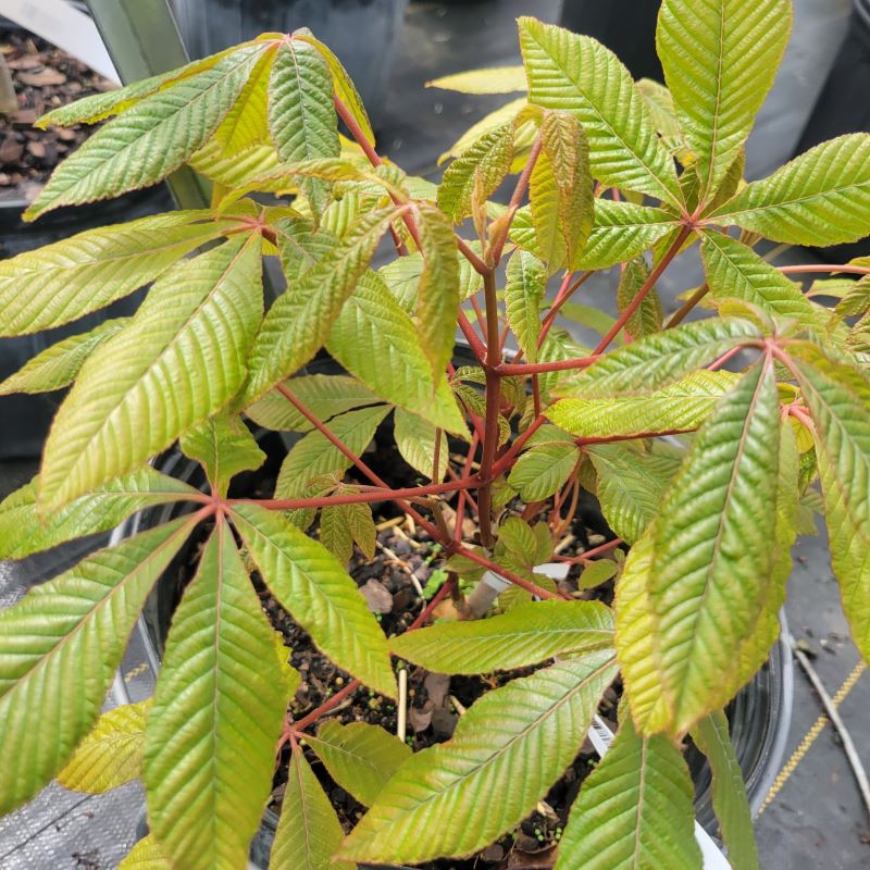Young leaves and red stems of Aesculus pavia (Red Buckeye)