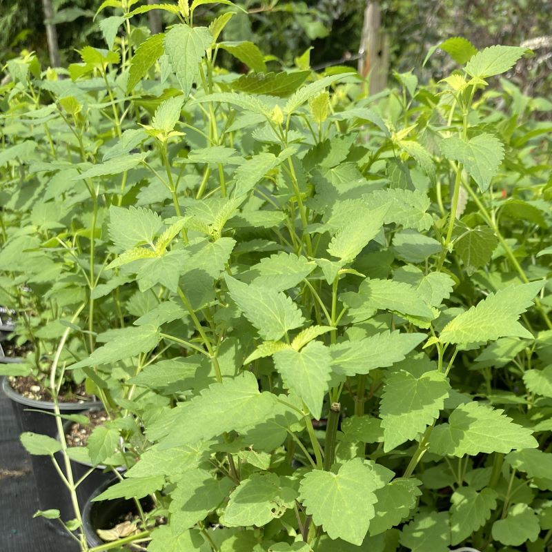 Close up of agastache x black adder (giant hyssop) growing in pots.