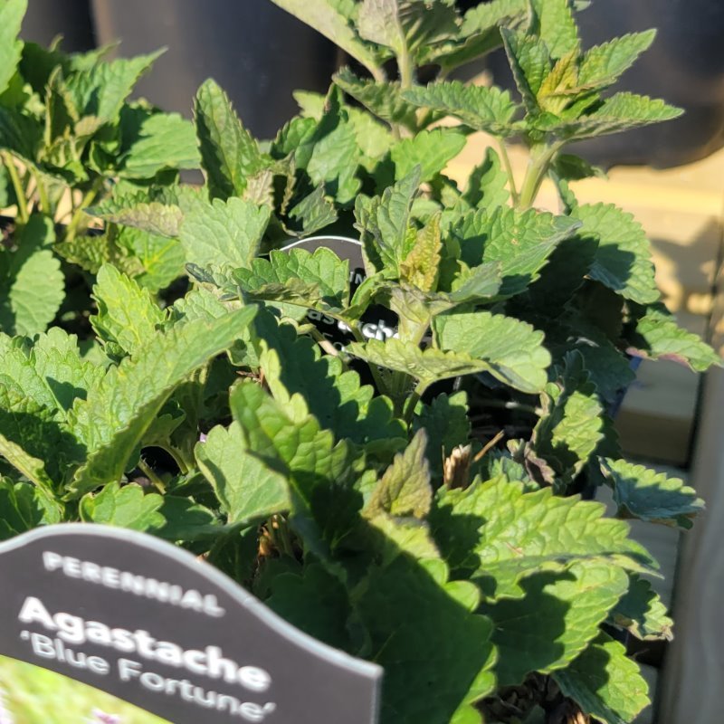Agastache x 'Blue Fortune' (Hybrid Anise Hyssop)