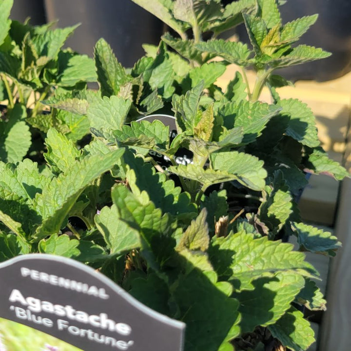 Agastache x 'Blue Fortune' (Hybrid Anise Hyssop)