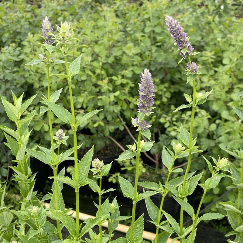 Light purple flowers of Agastache foeniculum