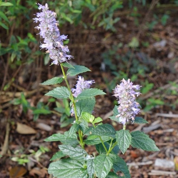 Light purple flowers of Agastache foeniculum