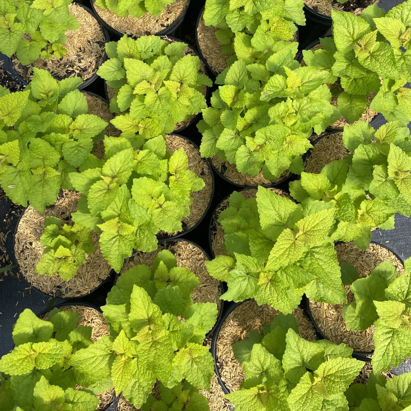 A group of agastache rugosa 'Golden Jubilee' (Anise Hyssop) in pots.