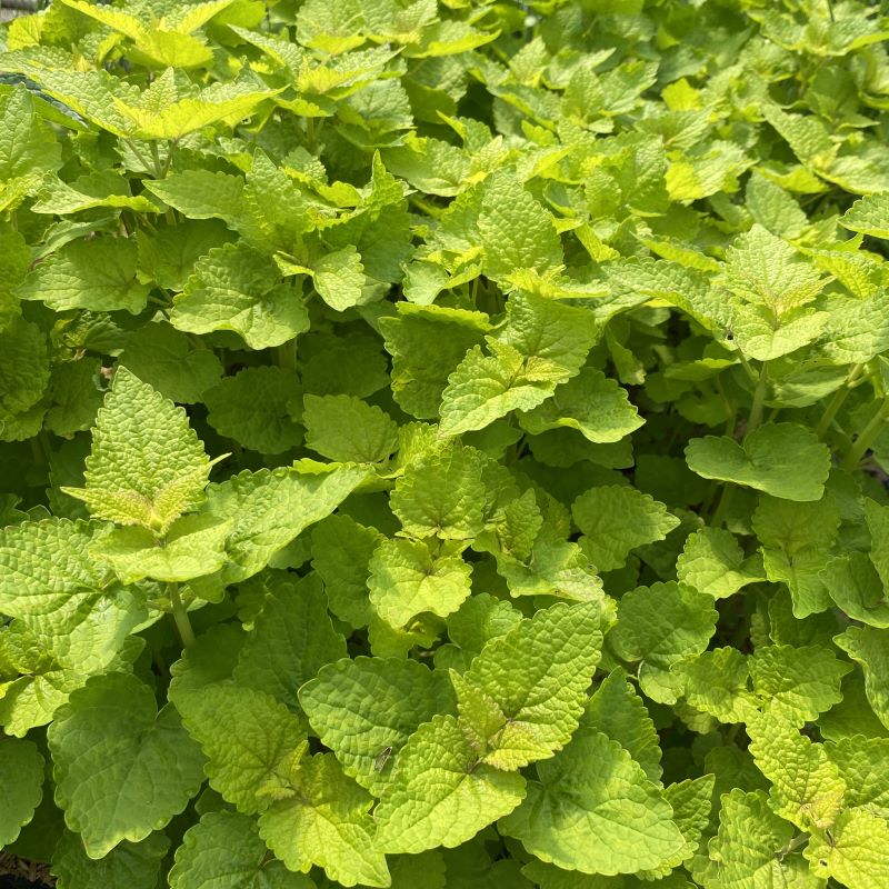 A close up of agastache rugosa 'Golden Jubilee' (Anise Hyssop) leaves.