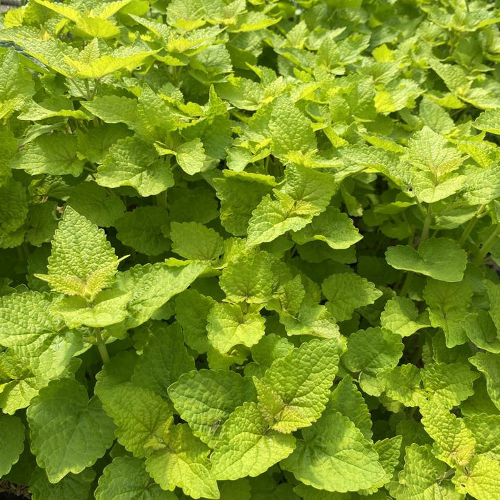 A close up of agastache rugosa 'Golden Jubilee' (Anise Hyssop) leaves.