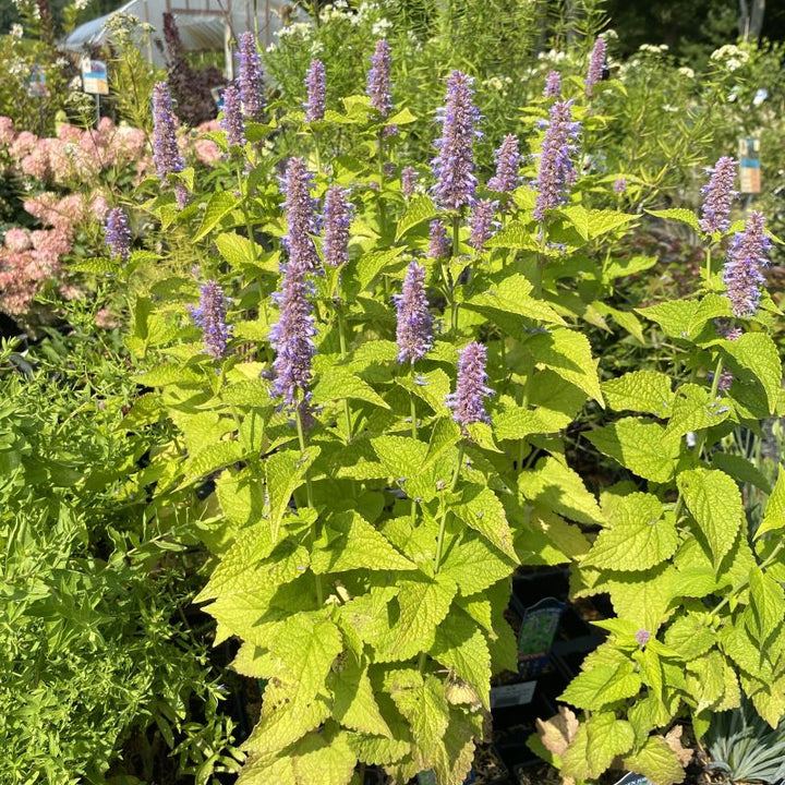 A group of aggastache rugosa "Golden Jubilee' (Anise Hyssop) with purple flowers.