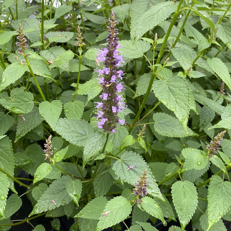 A close-up of purple flowing Agastache rugosa 'Little Adder' (Anise Hyssop) plant.