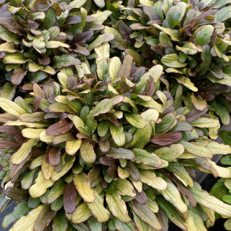 Close up of ajuga feathered friends 'fancy finch' bugleweed plant. 