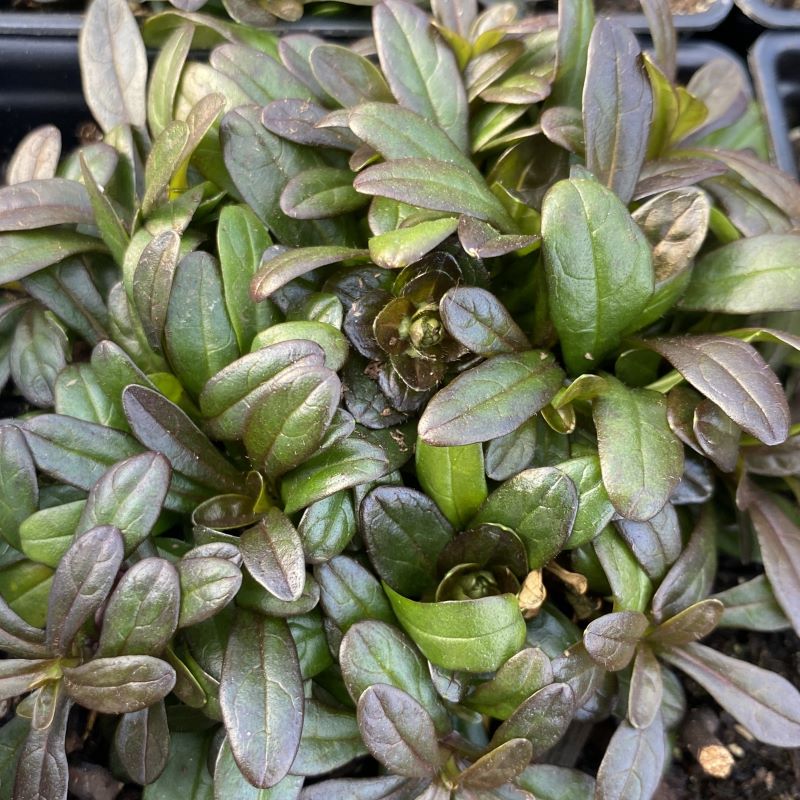 Glossy green and purple foliage of Ajuga reptans 'Chocolate Chip'