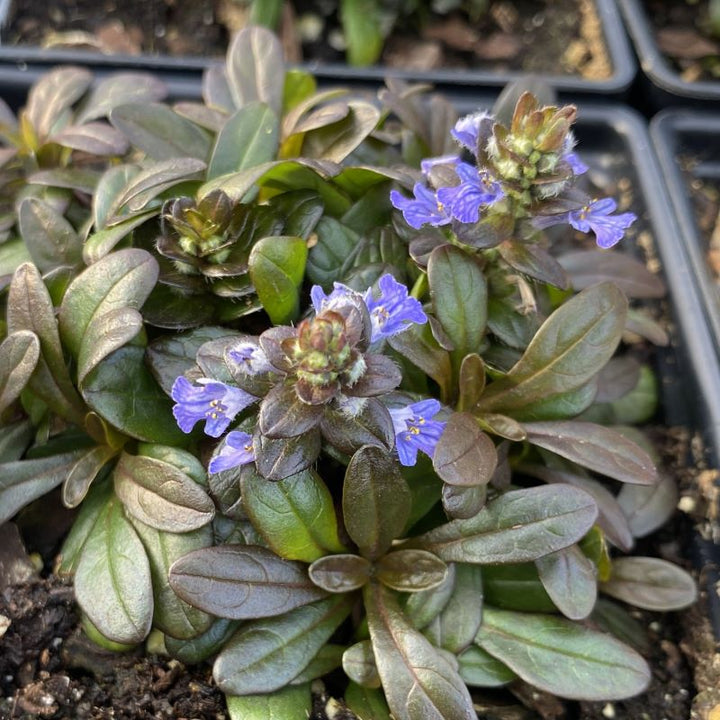 Close-up of Ajuga reptans 'Chocolate Chip' with dark blue-purple flowers.