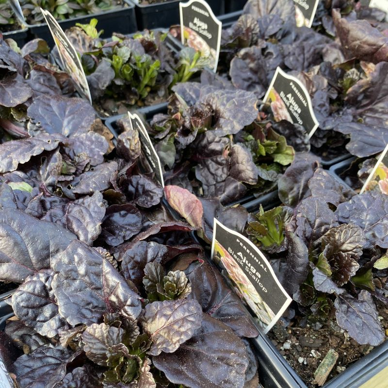 Ajuga reptans 'Black Scallop' with dark purple-black foliage and lighter green new growth.