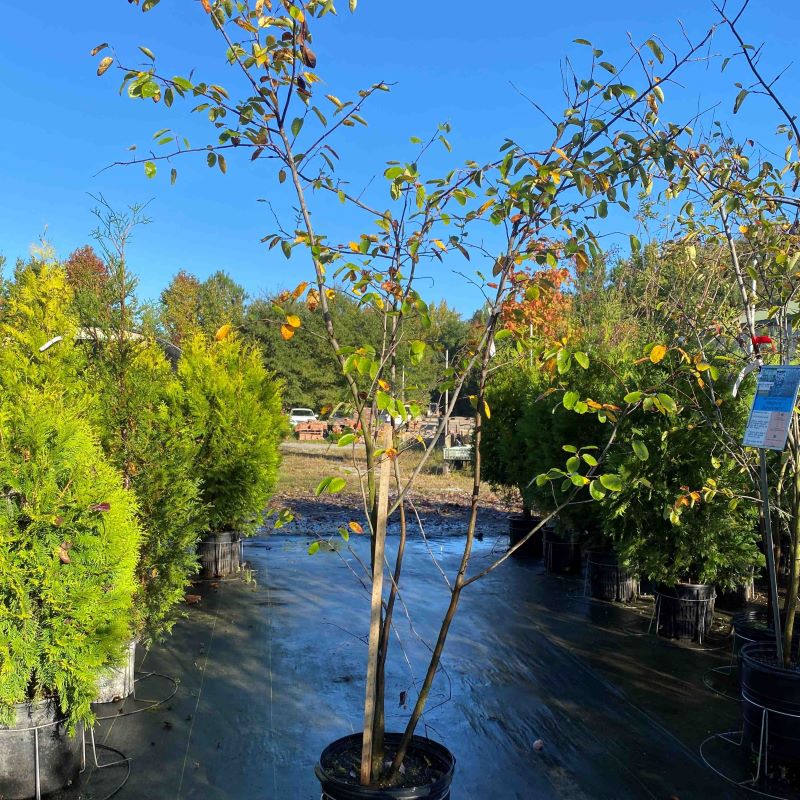 Amelanchier laevis (Allegheny Serviceberry) grown in a 7-gallon pot.