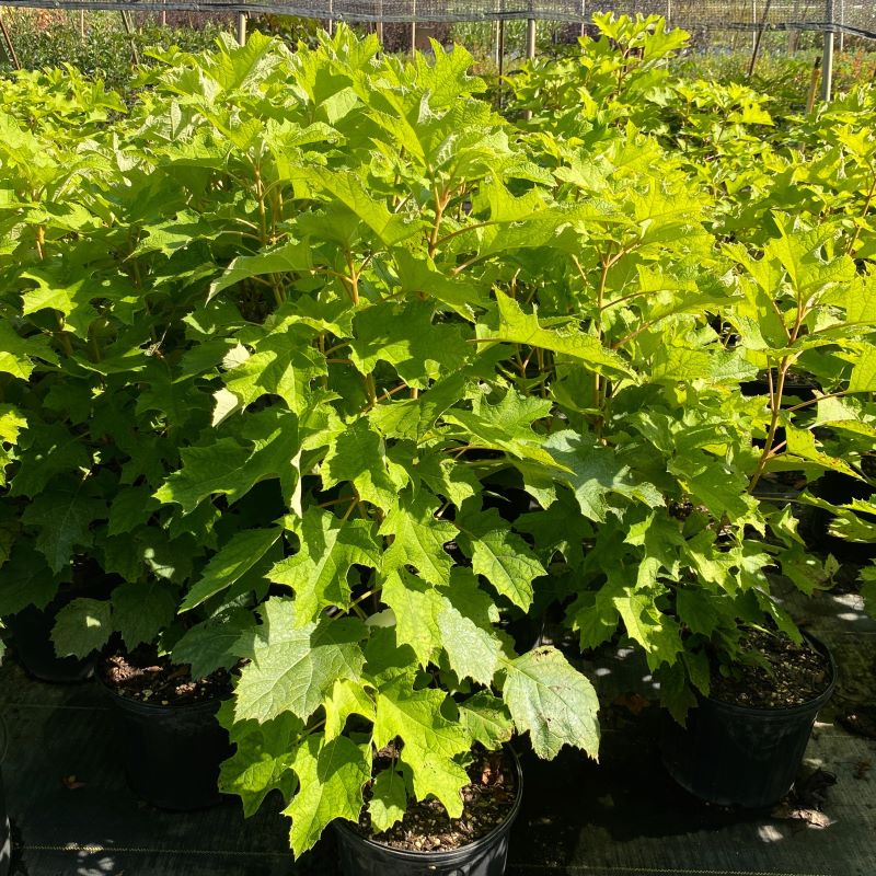 Hydrangea quercifolia 'Amethyst' with bright green foliage and orange tinted stems in early spring.