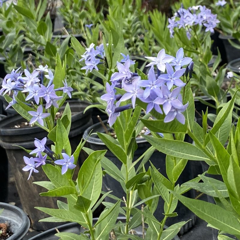 A group of purple flowering amsonia x 'blue ice' Bluestar plants in pots.