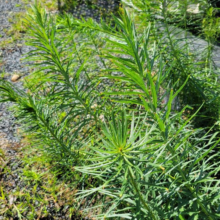Amsonia hubrichtii (Hubricht's Bluestar) Unity Grown