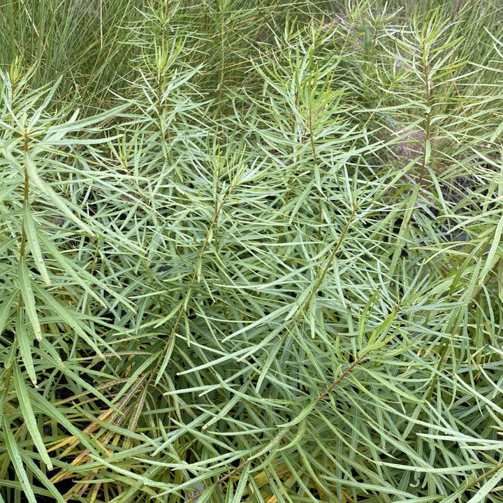 A close up of amsonia hubrichtii 'Butterscotch'