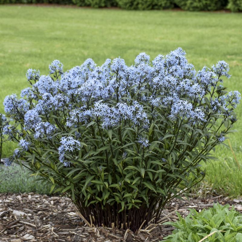 Mature Amsonia tabernaemontana 'Storm Cloud' planted in a bed.