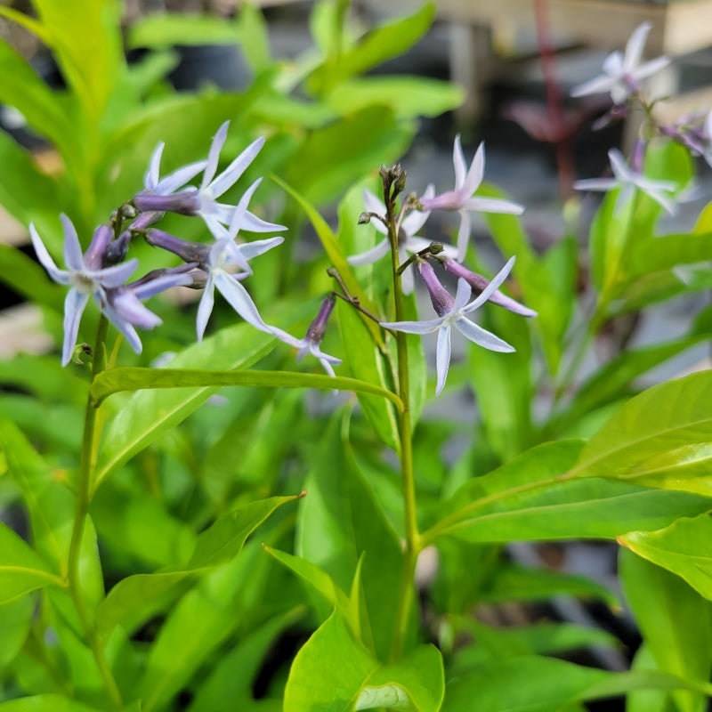 AA close-up photo of the icy blue flowers of Amsonia tabernaemontana (Eastern Bluestar)