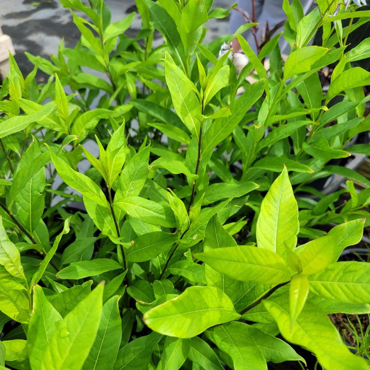 The green, willow-like foliage of Amsonia tabernaemontana