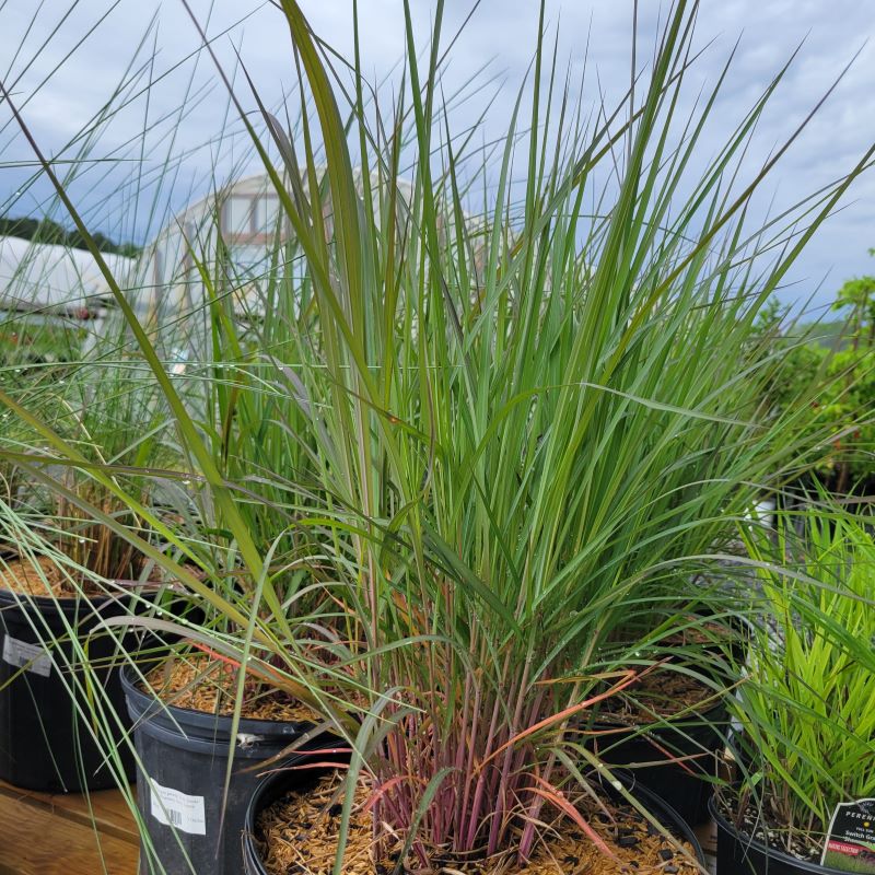 Andropogon gerardii 'Holy Smoke' (Big Bluestem) grown in a 3-gallon pot.