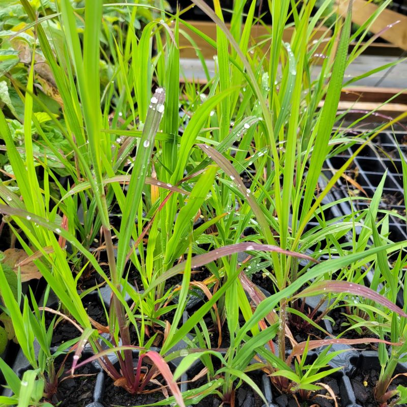 Colorful Andropogon gerardii 'Niagara' (Big Bluestem) plants grown as LP50 landscaping plugs.
