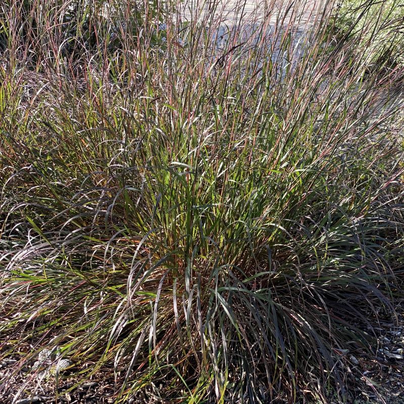 Andropogon gerardii 'Black Hawk' (Big Bluestem) grass in a garden.
