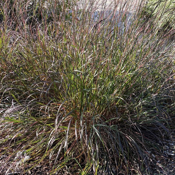 Andropogon gerardii 'Black Hawk' (Big Bluestem) grass in a garden.