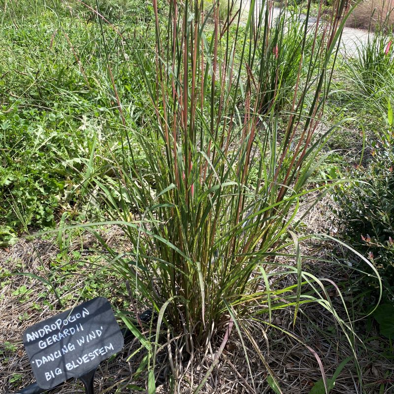 Andropogon Gerardii 'Dancing Wind' (Big Bluestem) growing in a demo garden. 