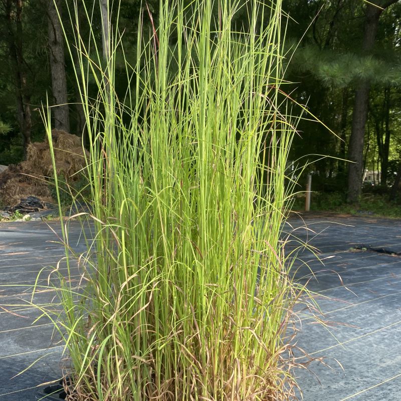 Tray of andropogon virginicus, broom sedge, plugs.