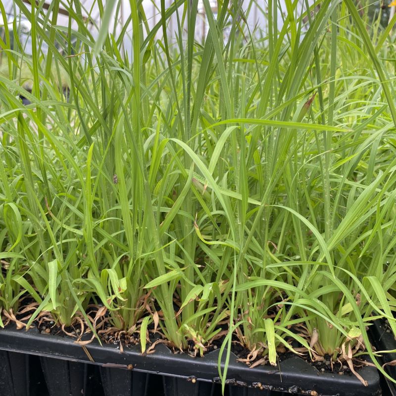 Close up of andropogon virginicus (Broom Sedge) plugs.