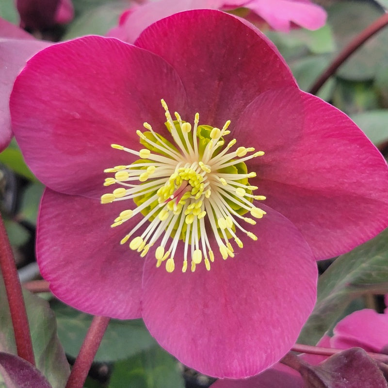 Close-up of the brilliant shades of red-purple in Helleborus x Frostkiss® Anna's Red flowers.